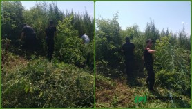 FOTO // Un lot de 1 hectar de cânepă descoperit în sudul țării. Ce au făcut carabinerii cu plantele